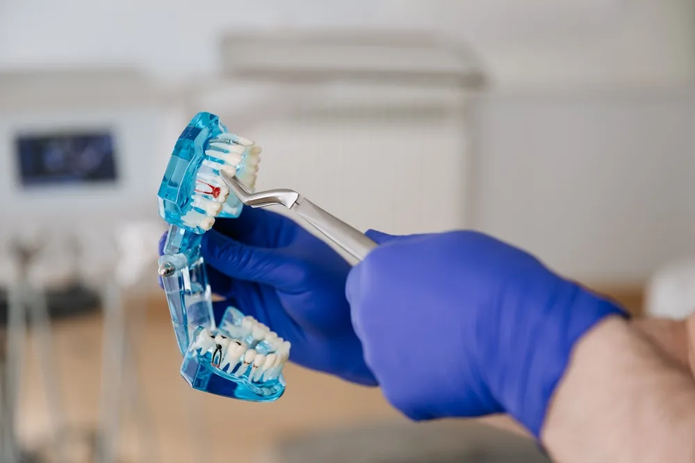 Clinician demonstrating on a transparent jaw model